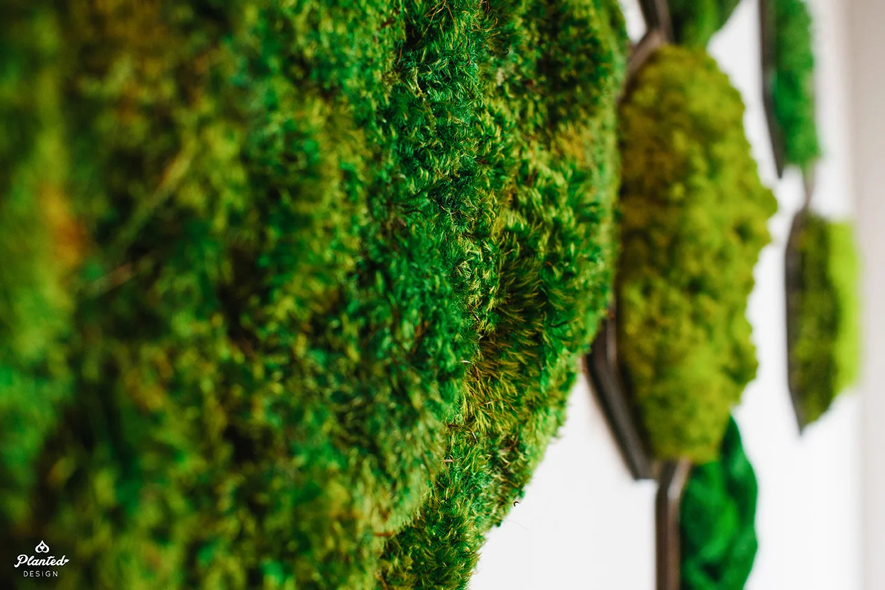 Gallery - NRDC Hex Moss — Planted Design